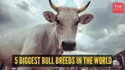 World's Largest Bull Breeds: Giants of the Livestock World