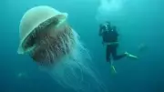 World's Longest Jellyfish: Brainless Giant with 120-Foot Tentacles Revealed