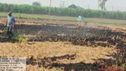 Yamunanagar District Implements Ban on Wheat Stubble Burning to Curb Pollution