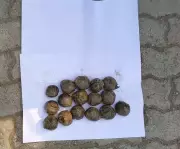 Young Elephant Dies After Consuming Poacher's Bait Bomb in Odisha Forest