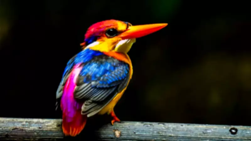 10 Most Brightly Colored Birds to Spot in Indian Forests: A Birder's Guide