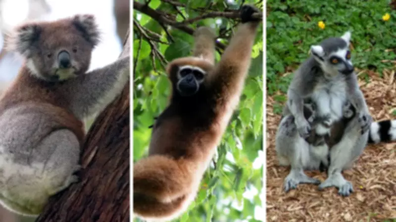 10 Unexpected Animals with Opposable Thumbs for Grasping and Climbing