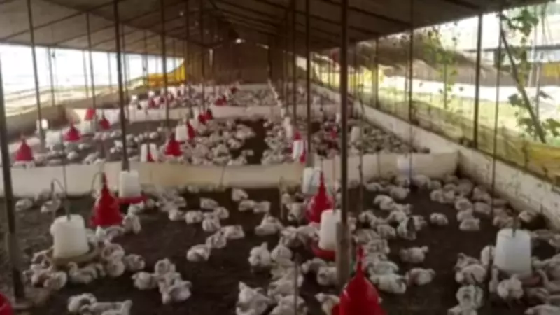 140 chickens die due to loud DJ music at wedding in UP's Sultanpur