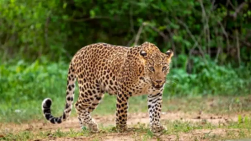 149 Leopards Perish in Madhya Pradesh Over 14 Months, Accidents Top Cause