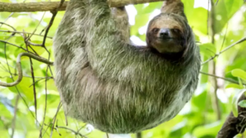 31 Sloths Die Before Orlando Sloth World Attraction Opens