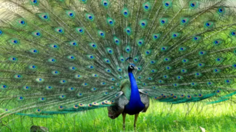 32 Peacocks Found Dead in Tumakuru Within a Week, Forest Department Investigates
