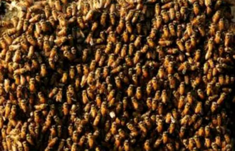 35 Children Injured in Bee Attack at Mohali School
