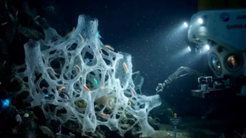 38 New Marine Species Discovered in Japan's Deep Sea 'Glass Castle'