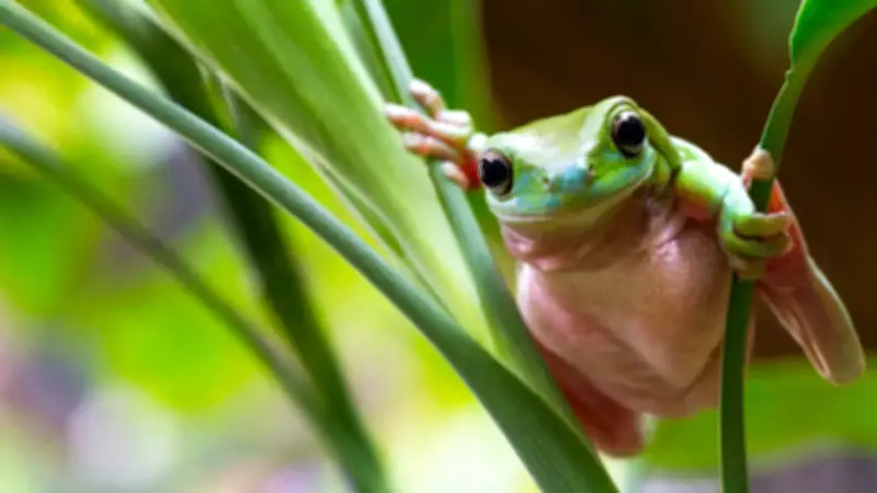 5 Animals That Breathe Through Their Skin and Why Humans Can't