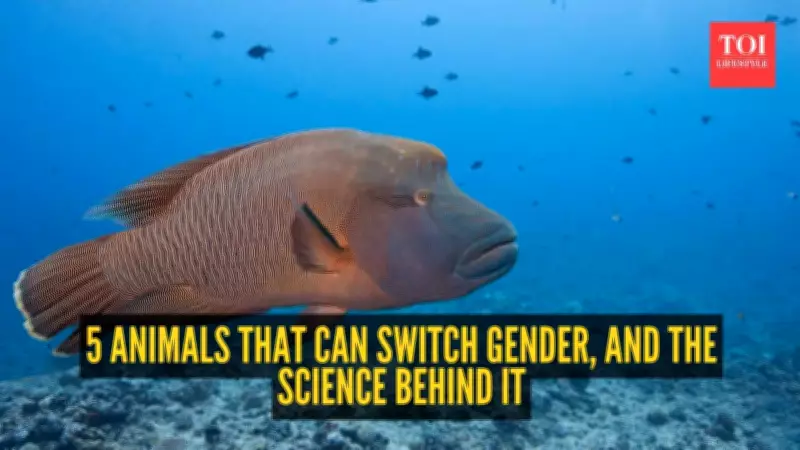5 Animals That Can Switch Gender and the Science Behind It