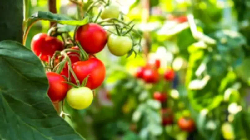 5 Colorful Fruits and Veggies to Keep You Cool During Peak Heatwave