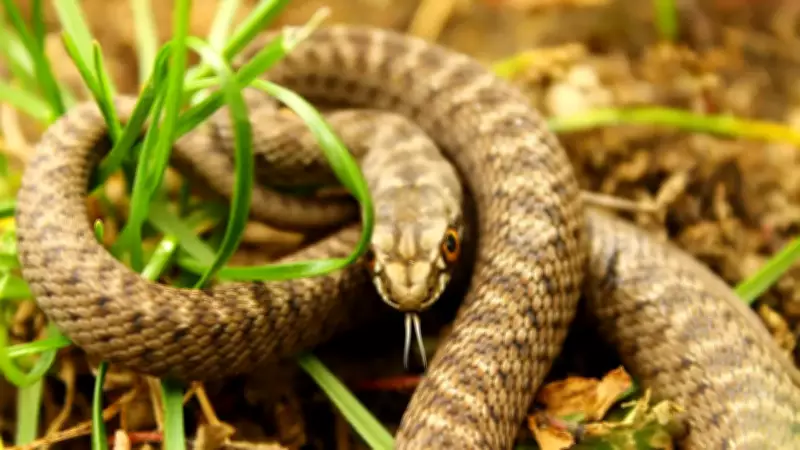 5 Common Mistakes That Attract Snakes to Your Home