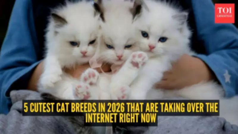 5 Cutest Cat Breeds in 2026 That Are Taking Over the Internet Right Now