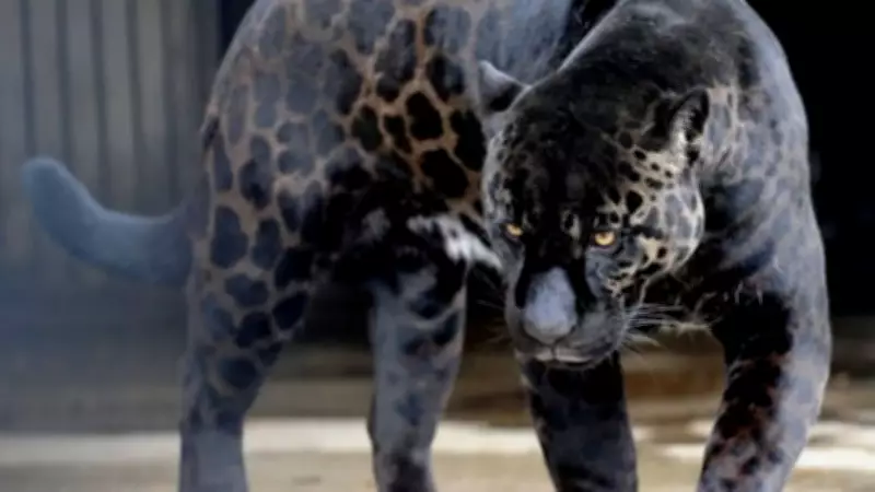 5 Dangerous Pets Created by Humans Against Nature