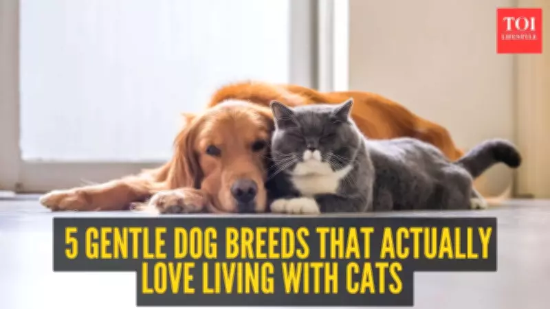 5 Gentle Dog Breeds That Love Living with Cats Peacefully