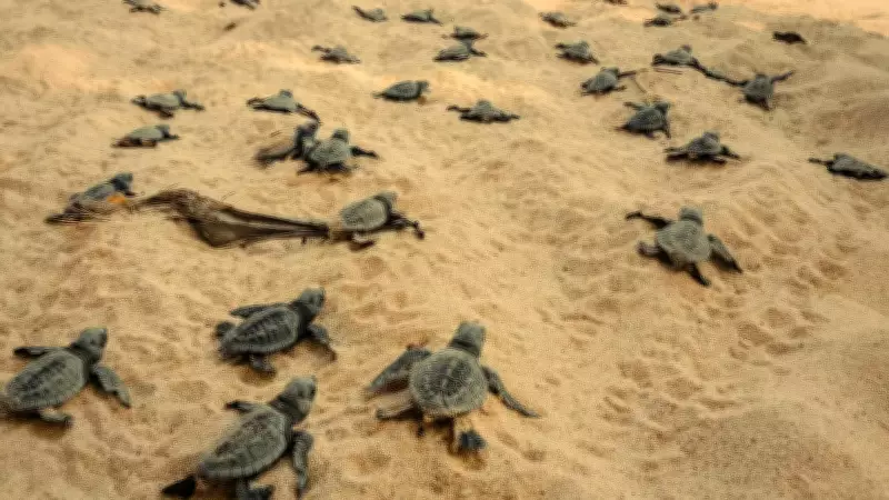 5 Indian Beaches to Witness Sea Turtle Hatchings in April-May