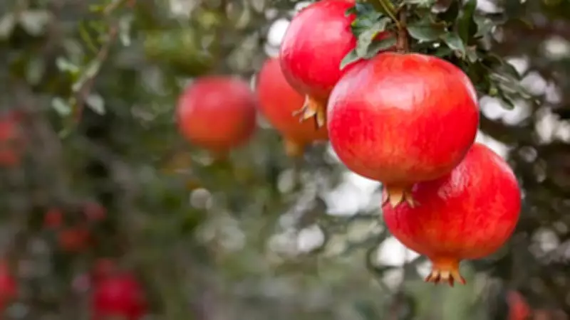 5 Indian Summer Fruits You Can Easily Grow in Your Backyard