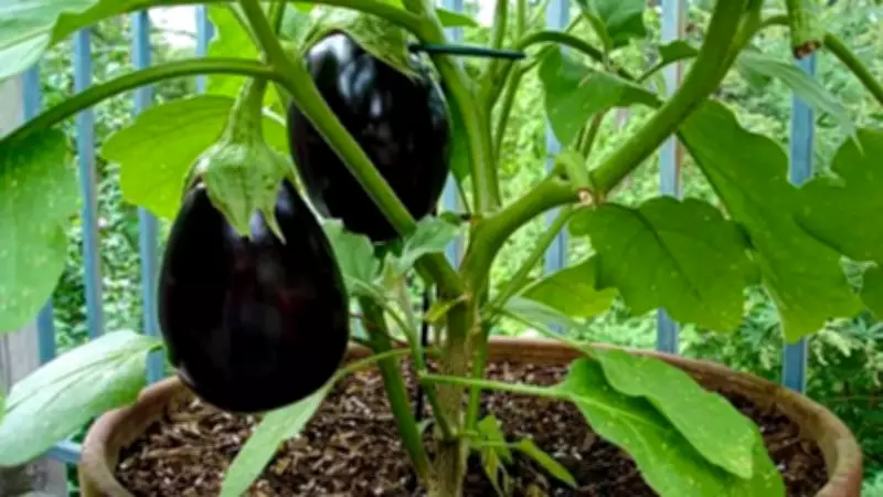 5 Indian Summer Vegetables You Can Easily Grow in Pots at Home