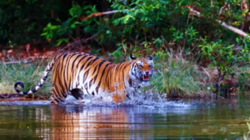 5 Irresistible Reasons Why Bandhavgarh National Park Captivates Nature Lovers