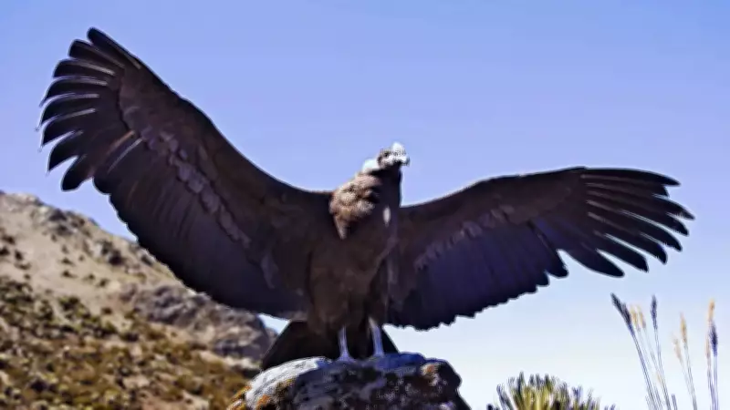 5 Largest Birds in the World Worth Traveling For: Nature's Giants