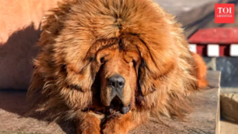 5 Lion-Like Dog Breeds That Capture Everyone's Attention: A Complete Guide