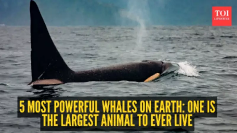 5 Most Powerful Whales on Earth: Titans of the Ocean Revealed
