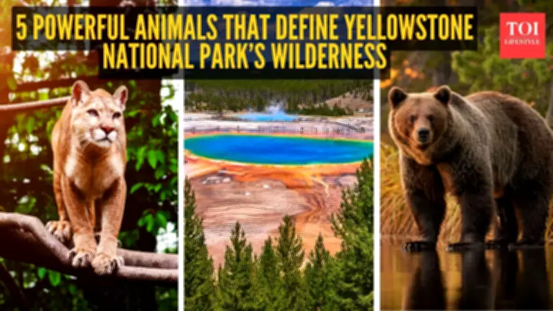 5 Powerful Yellowstone Animals and How to Spot Them in the Wild