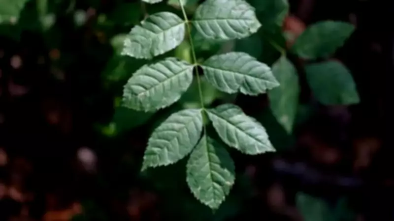 5 Sacred Plants in Hindu Culture That Bring Good Fortune and Divine Blessings