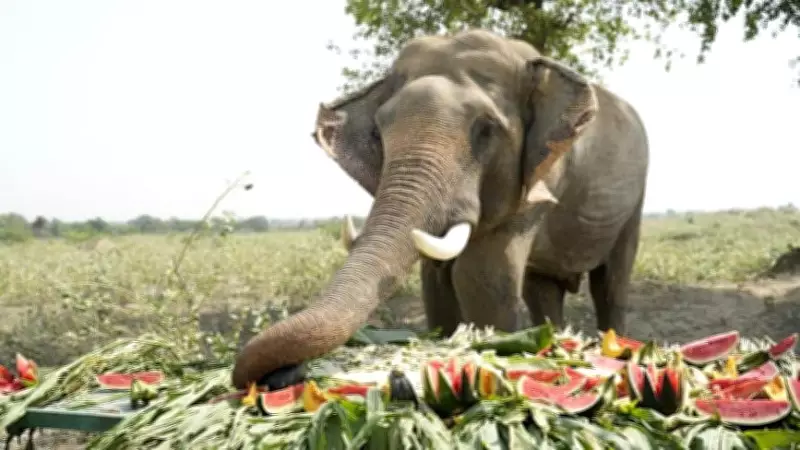 53-Year-Old Tusker Vayu Shows Successful Recovery in Karnataka