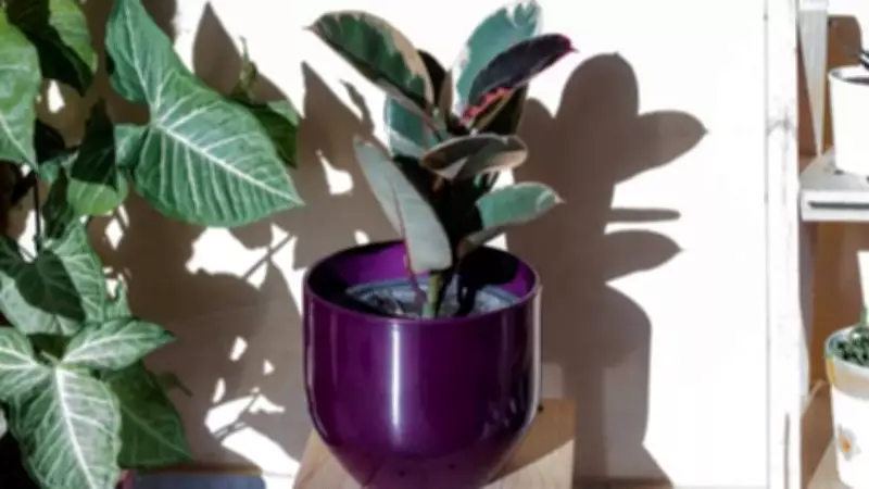 6 Indoor Plants to Keep Your Home Cool During Summer Naturally