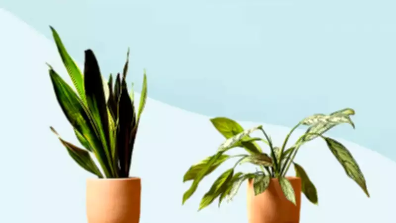 6 Low-Maintenance Plants That Thrive Even If You Forget to Water Them