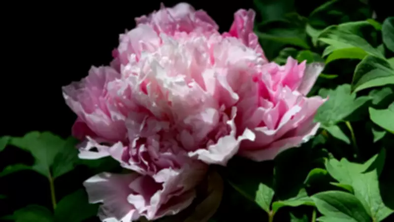 6 Rose-Like Flowers Perfect for Balcony Gardens and Small Spaces