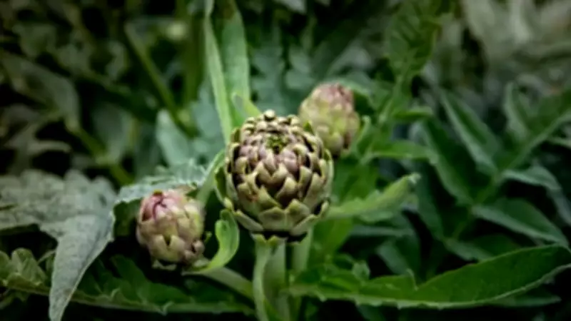 7 European Vegetables to Grow on Your Balcony This Season