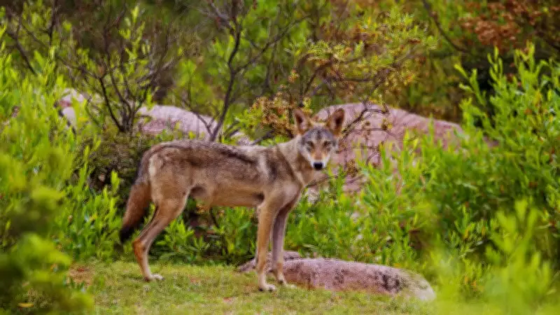 7 Prime Locations to Spot the Elusive Indian Wolf in Its Natural Habitat
