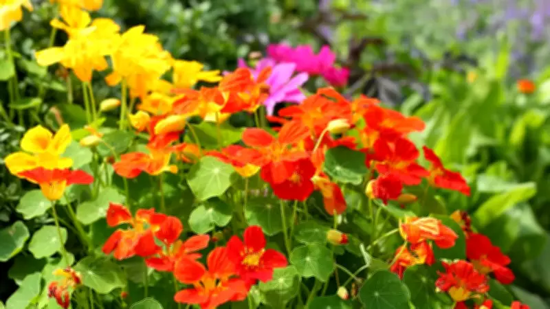 8 Edible Flowers to Grow for a Naturally Colourful Culinary Style