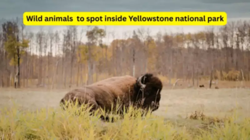 8 Exotic Wild Animals You Can Spot in Yellowstone National Park