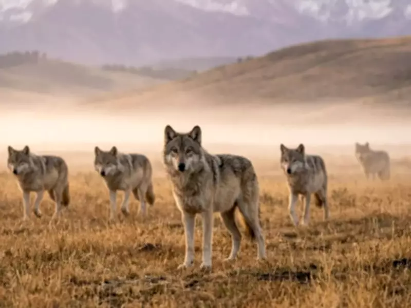 8 Powerful Rare Animals to Spot in Yellowstone National Park