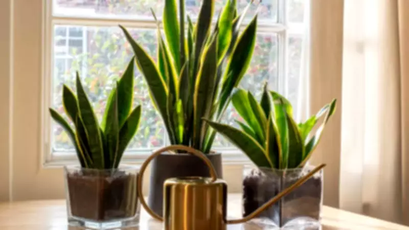 9 Reasons Every Home Needs a Snake Plant This Summer