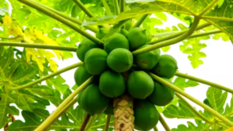 A Complete Guide to Growing Papaya Trees in Your Backyard or Terrace