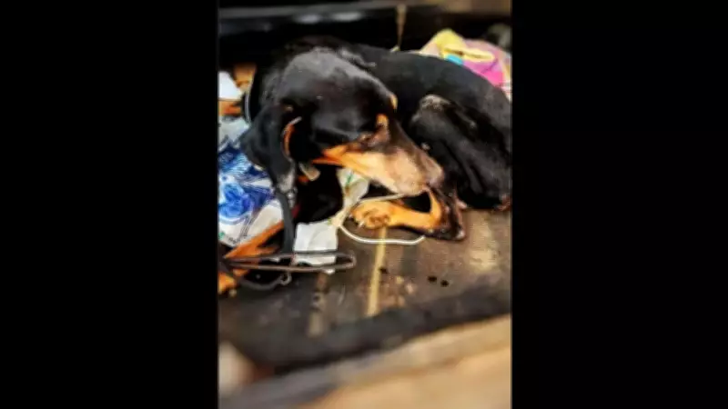 Abandoned Doberman Rescued from Maggot-Infested Wound in Goa Trench