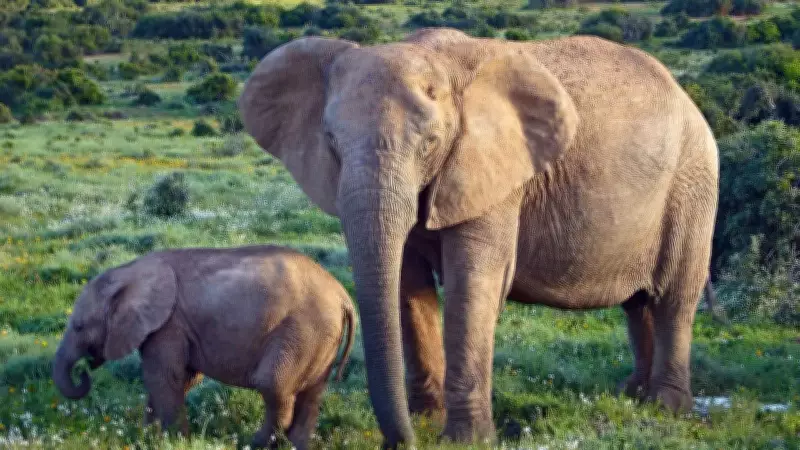 African Elephant Genetic Isolation Grows Due to Habitat Fragmentation, Studies Warn