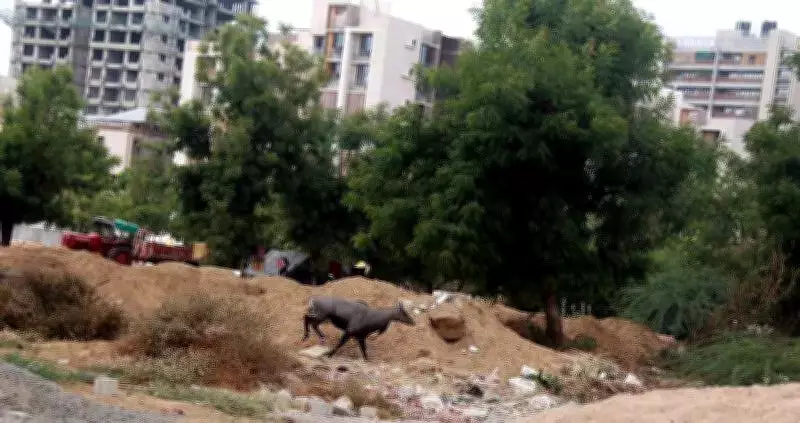 Ahmedabad Teen Declared Brain-Dead After Nilgai Attack, Highlighting Urban-Wildlife Conflict
