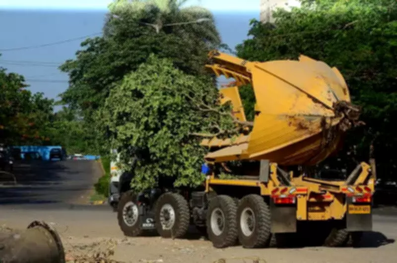 Ahmedabad's Tree Transplantation Drive Falters: AMC's Machinery Ineffective