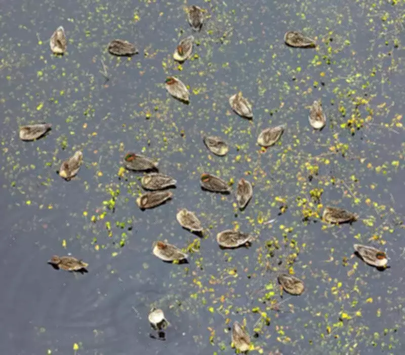 AI and Drones Revolutionize Waterbird Monitoring in Wetlands