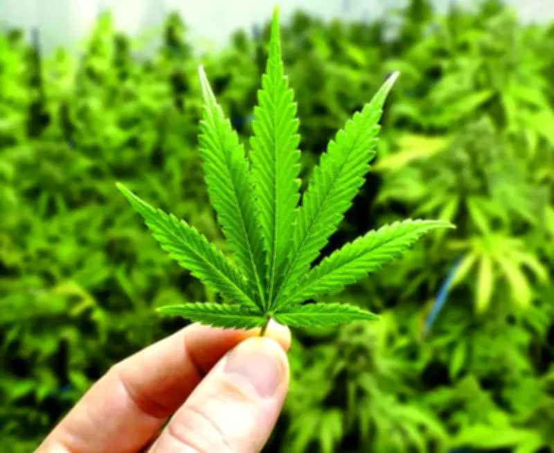 Air India Co-Pilot Deported from US After Marijuana Found in Baggage