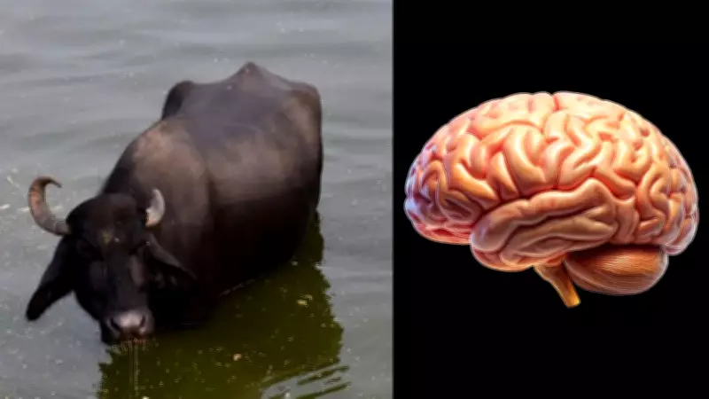 Akal Badi Ya Bhains or Bais? The Real Meaning Behind the Proverb