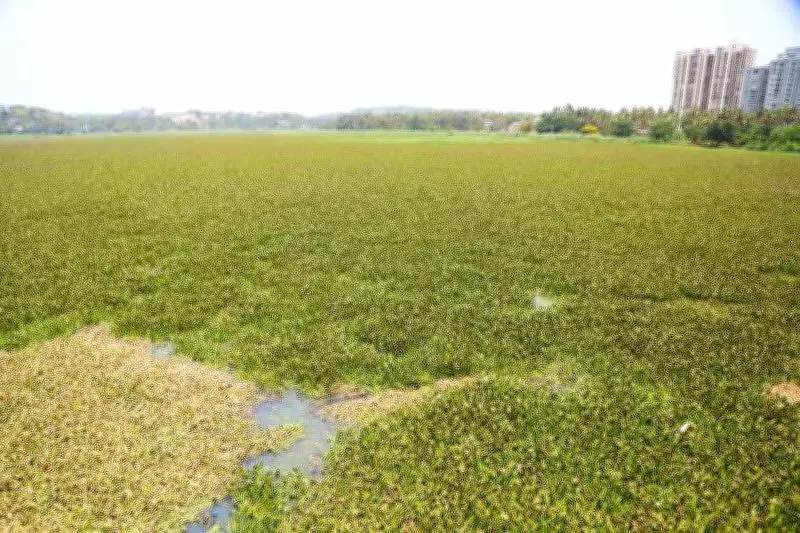 Akkulam Lake Rejuvenation Stalled by Tender Delays, Volunteers Step In