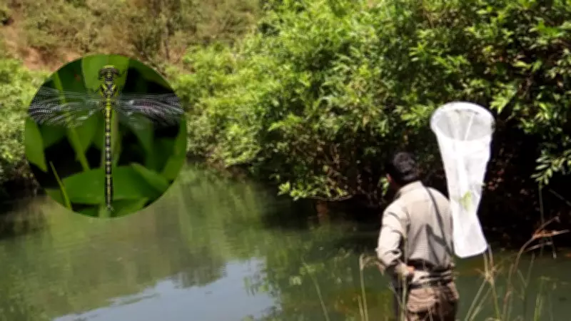 Alarming Decline of Dragonfly and Damselfly Species in Western Ghats