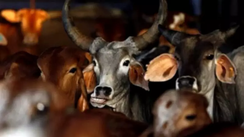Allahabad High Court: Cow Slaughter Not Ordinary Crime, Fuels Communal Tension