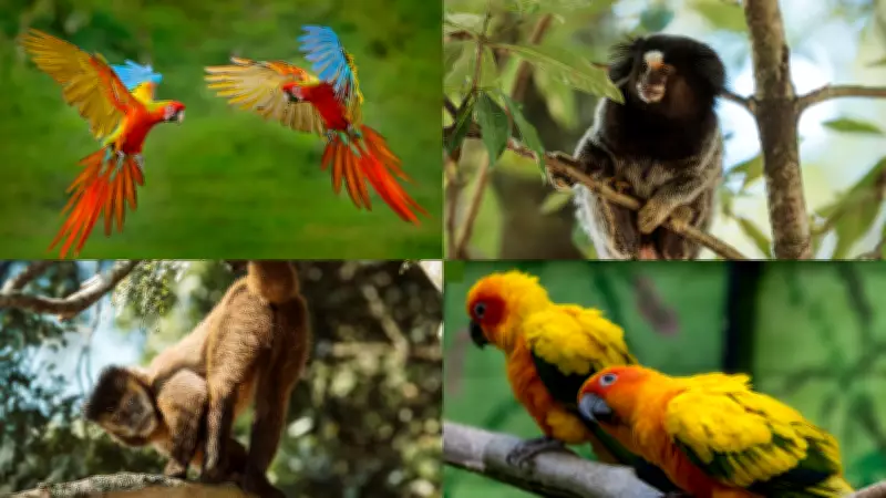 Amazon's 'Internet of the Forest': How Birds and Monkeys Share Warnings